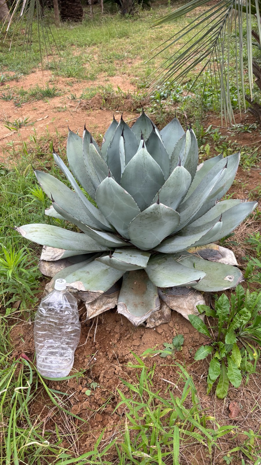 多肉植物