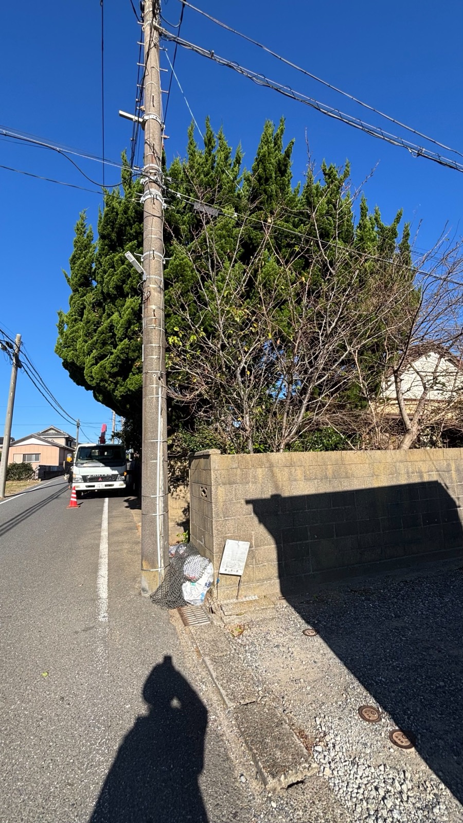 道路沿いの木の伐採（作業前）