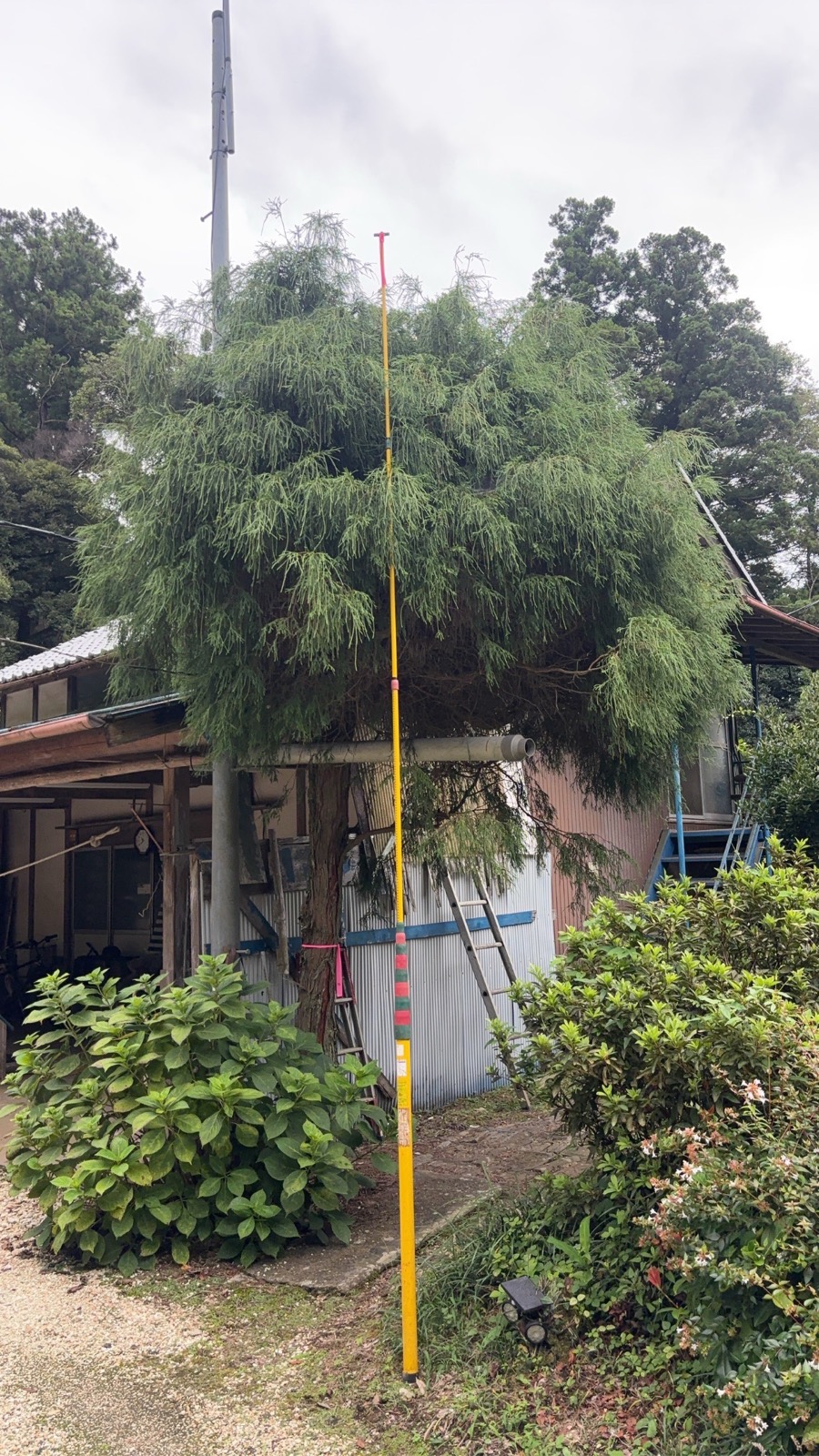 住宅の前の木の伐採（作業前）