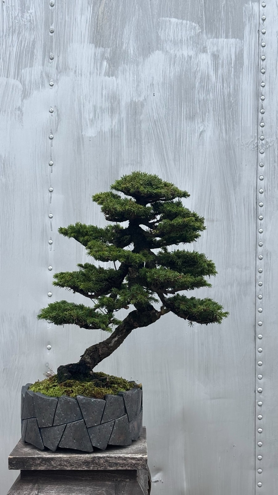 松の盆栽