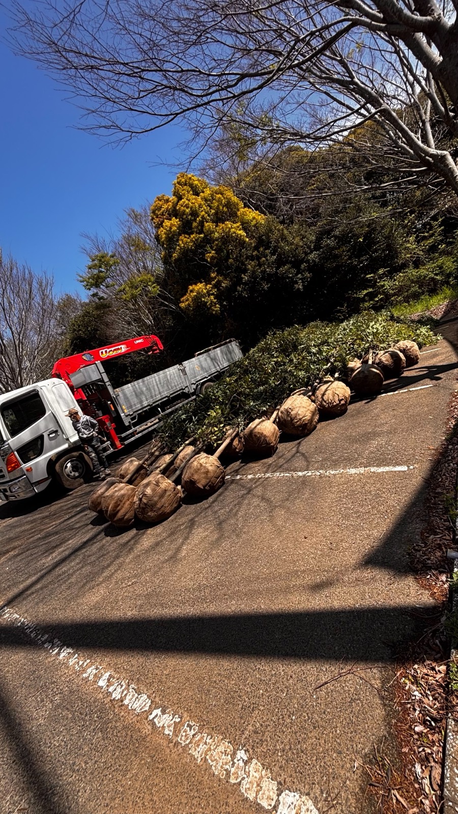 クレーン付きのトラックと根巻きした樹木