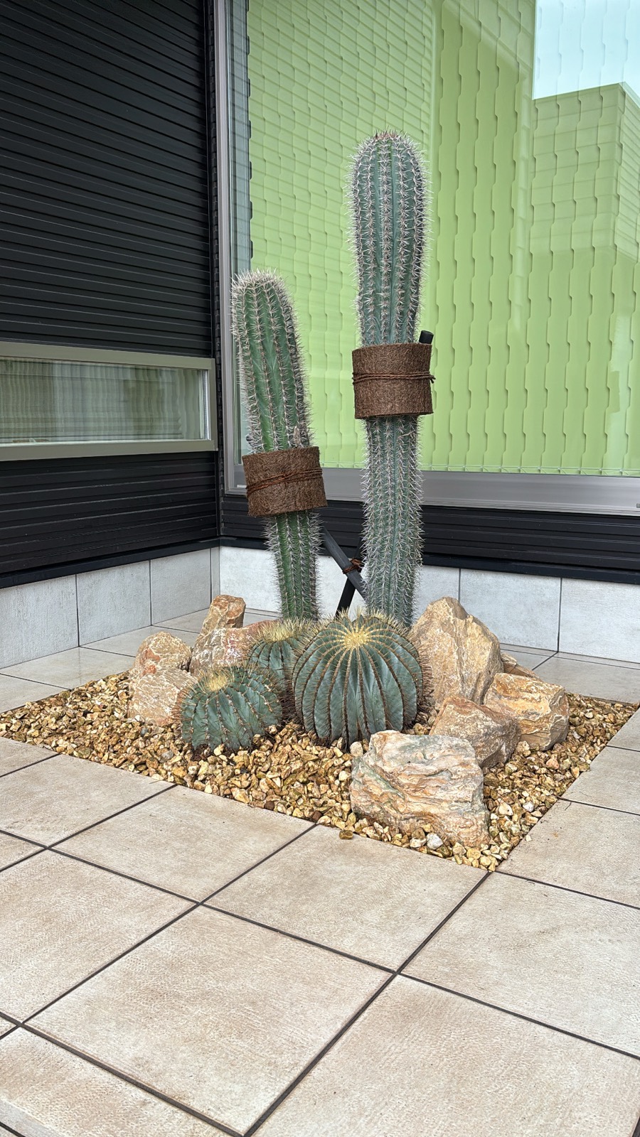 玄関まわりのサボテンの植栽
