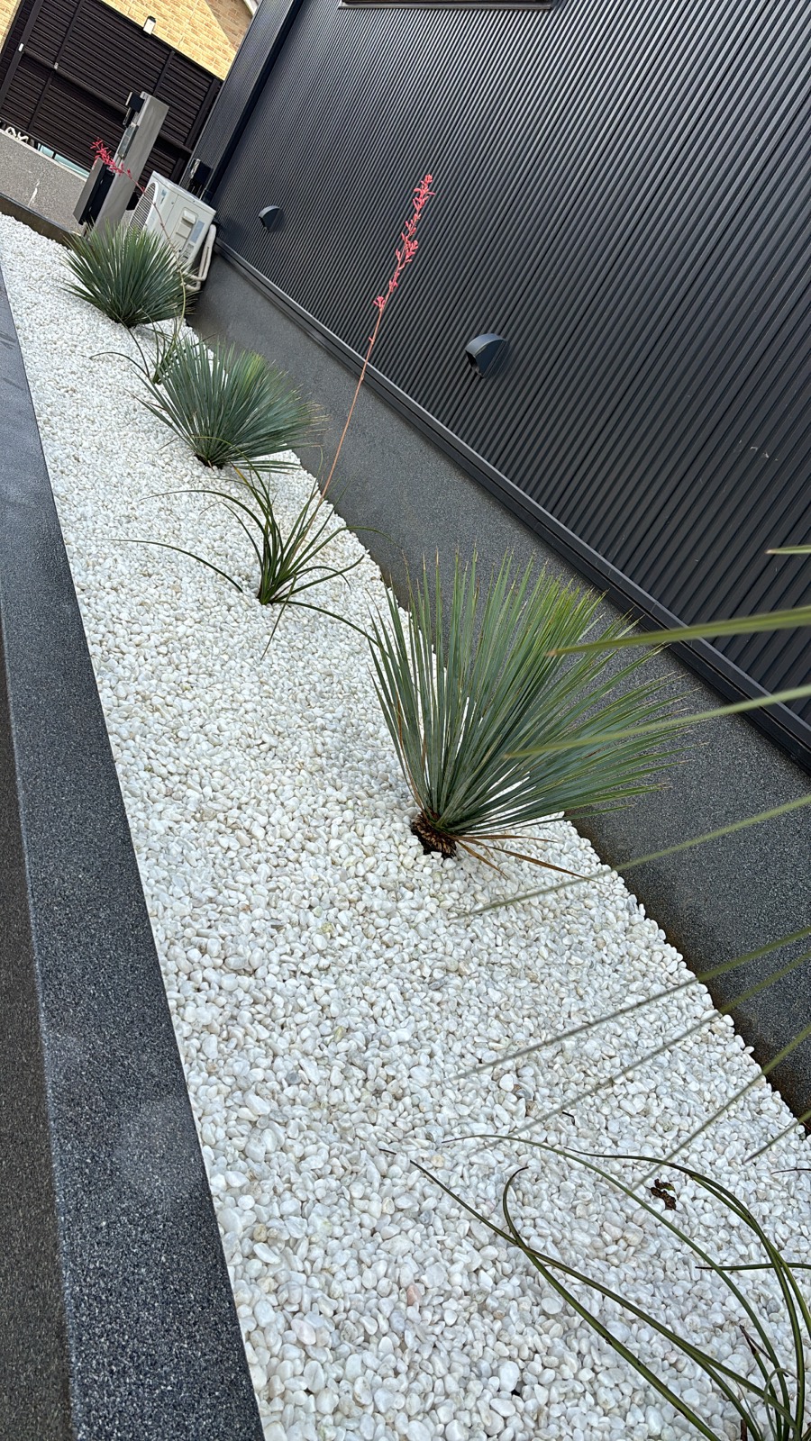 砂利敷きの外構に植えた植物
